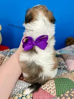 Snow White, a female Mal Shi for sale in Fort Worth, TX – Photo 4 of 4