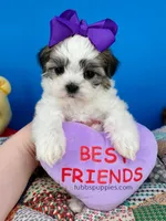 Snow White, a female Mal Shi for sale in Fort Worth, TX – Photo 3 of 4