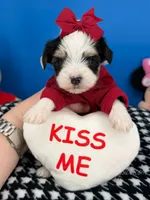 Teddy, a male Biewer for sale in Fort Worth, TX – 3 of 4