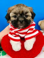 Pretzel, a male Mal Shi for sale in Fort Worth, TX – 3 of 7