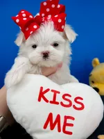 Pixie, a female Maltese for sale in Fort Worth, TX – 4 of 5