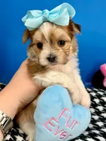 Hershey, a male Morkie for sale in Fort Worth, TX – 5 of 6