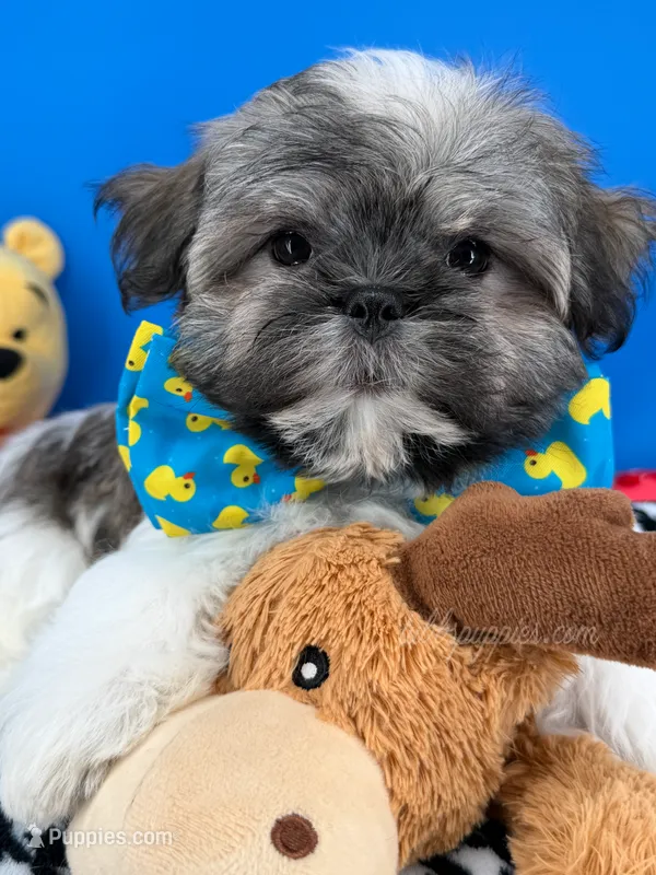 Bam Bam – Mal Shi puppy for sale in Fort Worth, TX