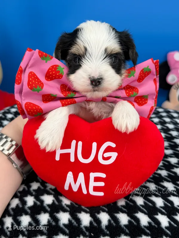 Teddy – Biewer puppy for sale in Fort Worth, TX