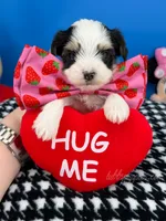 Teddy, a male Biewer for sale in Fort Worth, TX – 2 of 4