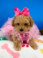 Peaches, a female Maltipoo for sale in Fort Worth, TX – 4 of 6