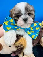 Benji, a male Mal Shi for sale in Fort Worth, TX – 5 of 7