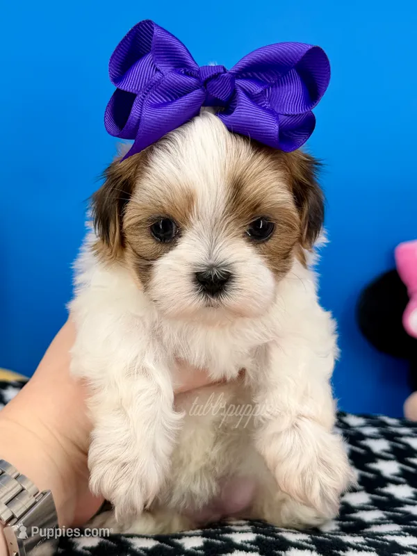 Slippers – Mal Shi puppy for sale in Fort Worth, TX