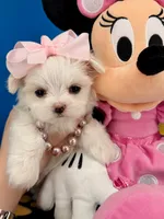 Dixie, a female Maltese for sale in Fort Worth, TX – 2 of 4
