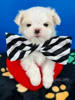 Marshmallow, a female Maltese for sale in Fort Worth, TX – 2 of 6