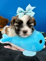 Checkers , a male Mal Shi for sale in Fort Worth, TX – 5 of 5