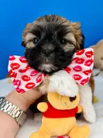 Waffles, a male Mal Shi for sale in Fort Worth, TX – 3 of 5