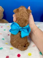 Rusty , a male Maltipoo for sale in Fort Worth, TX – 4 of 4