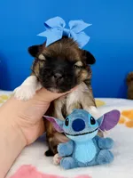 Pretzel, a male Mal Shi for sale in Fort Worth, TX – 2 of 4