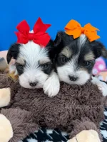 Teddy, a male Biewer for sale in Fort Worth, TX – 1 of 4