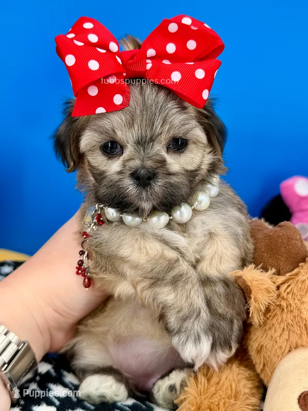 Mittens – Mal Shi puppy for sale in Fort Worth, TX