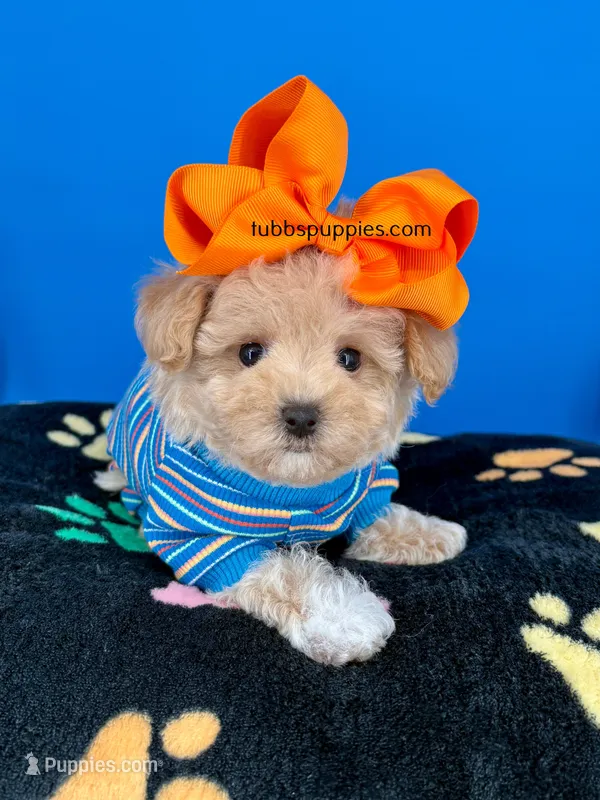 Tigger – Maltipoo puppy for sale in Fort Worth, TX