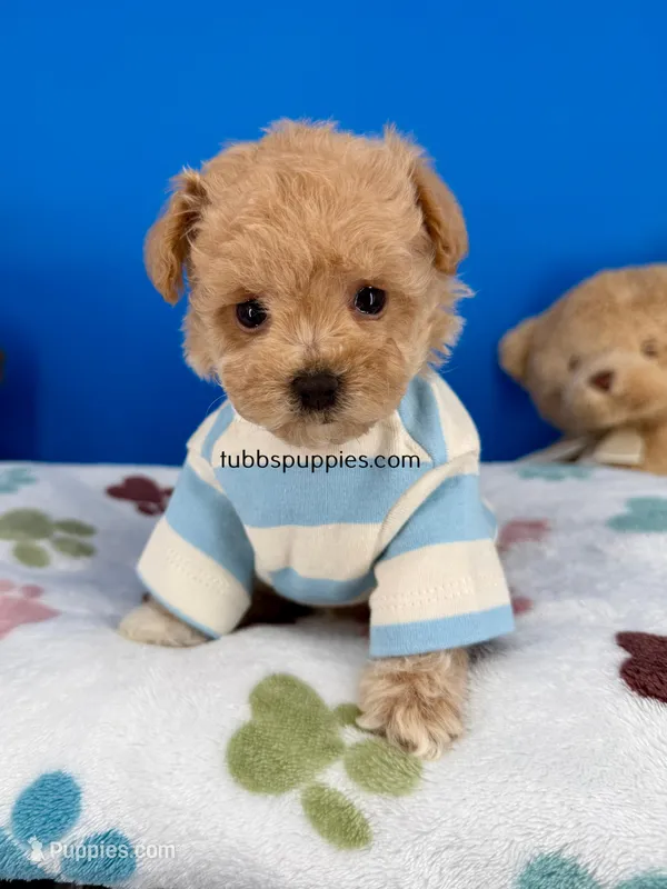 Tigger – Maltipoo puppy for sale in Fort Worth, TX