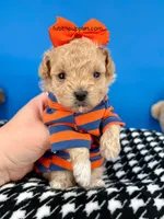 Tigger, a male Maltipoo for sale in Fort Worth, TX – Photo 3 of 3