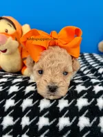 Tigger, a male Maltipoo for sale in Fort Worth, TX – Photo 2 of 3