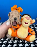 Waffles, a male Maltipoo for sale in Fort Worth, TX – Photo 2 of 2