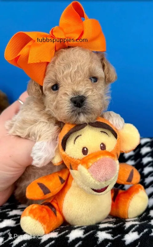 Tigger – Maltipoo puppy for sale in Fort Worth, TX