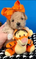 Tigger, a male Maltipoo for sale in Fort Worth, TX – Photo 1 of 3