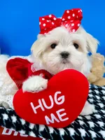 Cinderella, a female Maltese for sale in Fort Worth, TX – 8 of 9