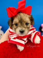 Butterscotch, a male Morkie for sale in Fort Worth, TX – 1 of 3