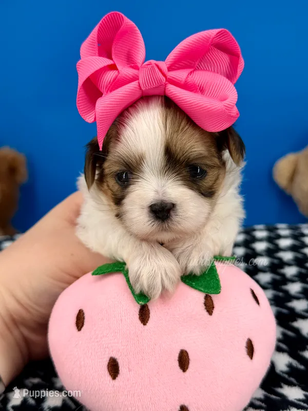 Slippers – Mal Shi puppy for sale in Fort Worth, TX