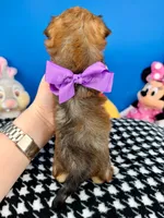 Sunflower, a female Morkie for sale in Fort Worth, TX – 2 of 3
