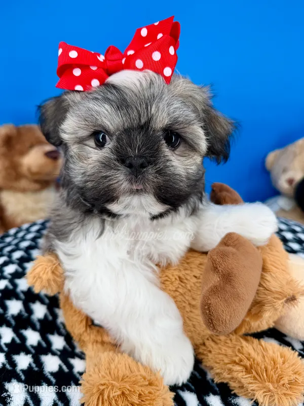 Bam Bam – Mal Shi puppy for sale in Fort Worth, TX