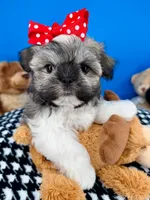 Bam Bam, a male Mal Shi for sale in Fort Worth, TX – 1 of 8