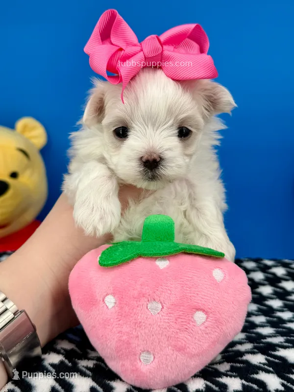 Barbie – Maltese puppy for sale in Fort Worth, TX