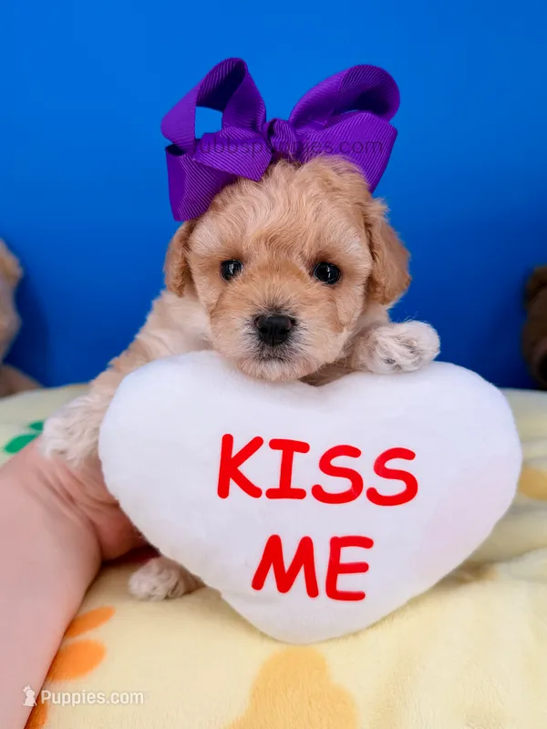 Butterfly  – Maltipoo puppy for sale in Fort Worth, TX