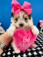 Cupcake, a female Morkie for sale in Fort Worth, TX – 2 of 3