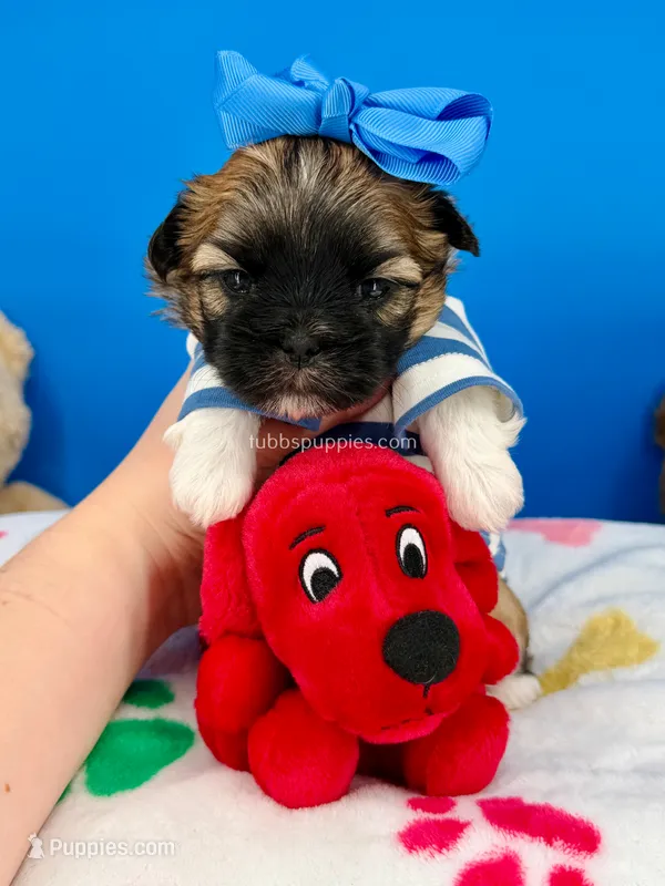 Waffles – Mal Shi puppy for sale in Fort Worth, TX