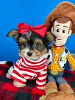 PeeWee, a male Yorkshire Terrier for sale in Fort Worth, TX – 2 of 5