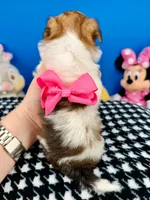 Cupcake, a female Morkie for sale in Fort Worth, TX – 3 of 3