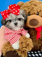 Hotdog, a male Mal Shi for sale in Fort Worth, TX – 5 of 10