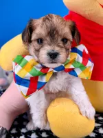 Butterscotch, a male Morkie for sale in Fort Worth, TX – 2 of 3