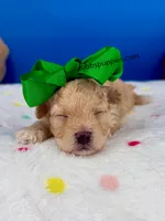 Carrot Top , a male Maltipoo for sale in Fort Worth, TX – 2 of 3