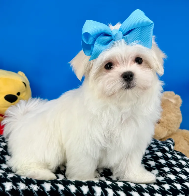 Prince Charming – Maltese puppy for sale in Fort Worth, TX