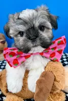 Bam Bam, a male Mal Shi for sale in Fort Worth, TX – 3 of 8