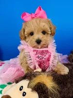 Peaches, a female Maltipoo for sale in Fort Worth, TX – 5 of 6