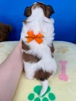 Gizmo, a male Mal Shi for sale in Fort Worth, TX – 2 of 4