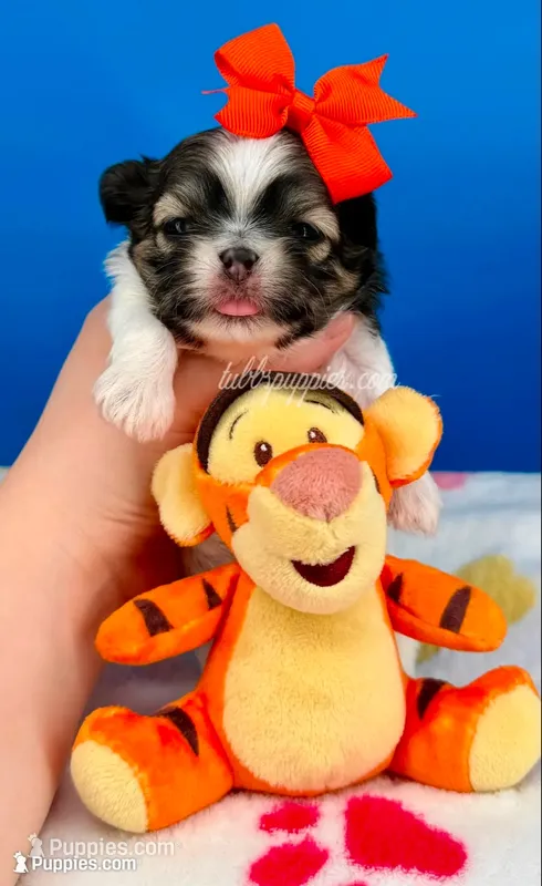 Hotdog – Mal Shi puppy for sale in Fort Worth, TX