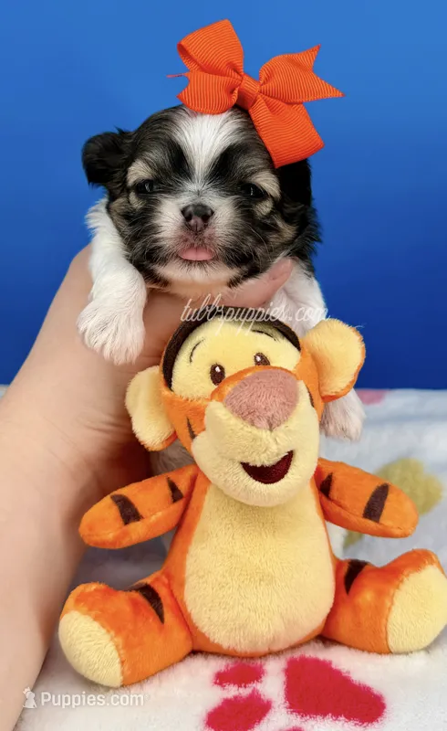 Hotdog – Mal Shi puppy for sale in Fort Worth, TX