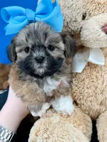 Buster, a male Mal Shi for sale in Fort Worth, TX – 4 of 5