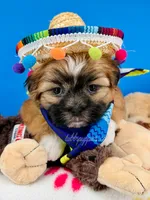 Pickles, a male Mal Shi for sale in Fort Worth, TX – 4 of 6